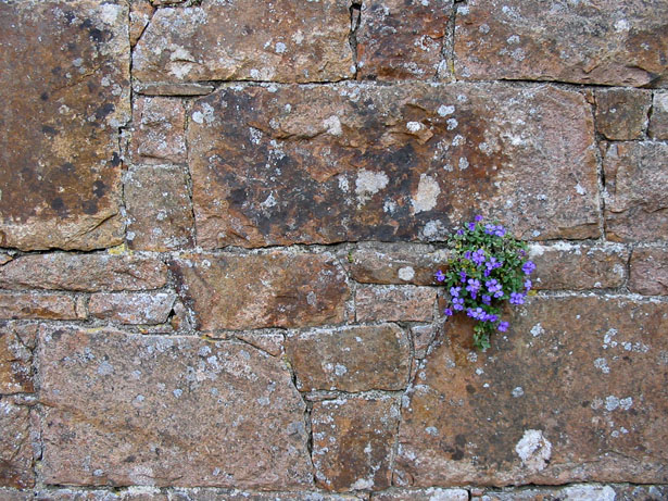 flower from the wall